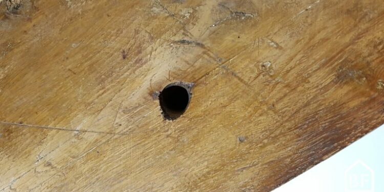 Est-ce que les rongeurs mangent la mousse expansive ?