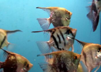 Est-ce que les scalaires mangent les crevettes ?