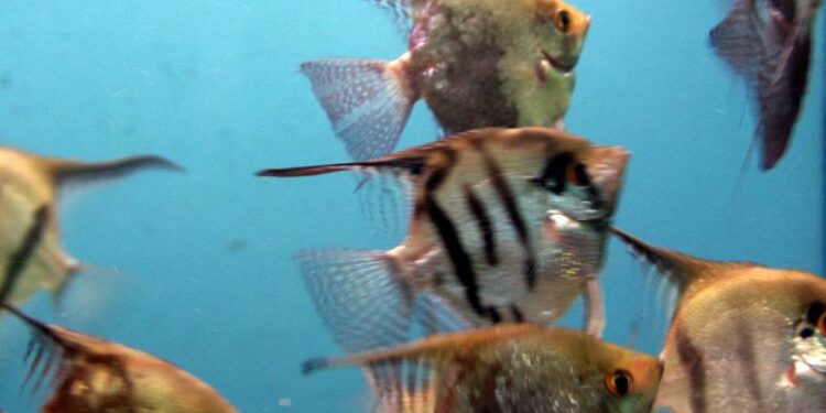 Est-ce que les scalaires mangent les crevettes ?