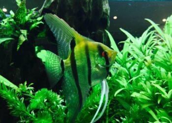 Est-ce que les scalaires mangent les crevettes ?