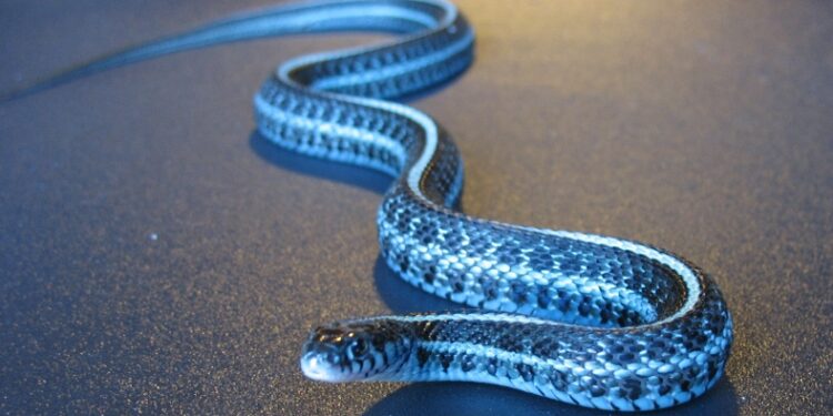 Est-ce que les serpent rose existent ?