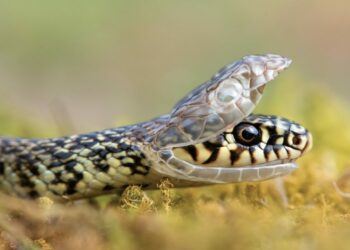 Est-ce que les serpents aiment les caresses ?