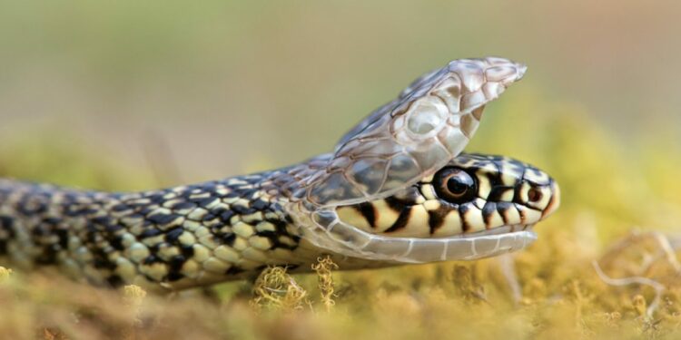 Est-ce que les serpents aiment les caresses ?