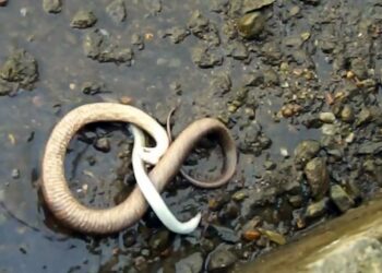 Est-ce que les serpents aiment les caresses ?