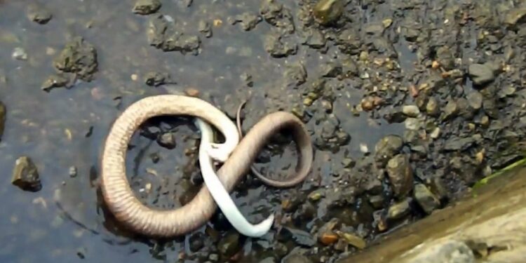 Est-ce que les serpents aiment les caresses ?