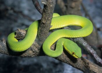 Est-ce que les serpents bleu existe ?