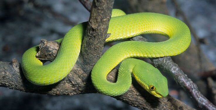 Est-ce que les serpents bleu existe ?