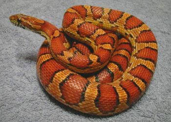 Est-ce que les serpents bleu existe ?