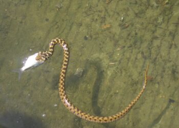 Est-ce que les serpents d'eau mordent ?