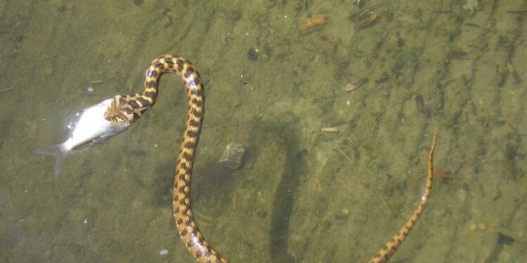 Est-ce que les serpents d'eau mordent ?