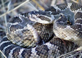 Est-ce que les serpents dorment la nuit ?