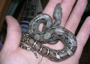 Est-ce que les serpents sont affectueux ?