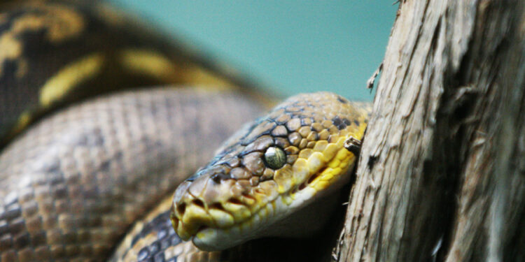 Est-ce que les serpents sont affectueux ?