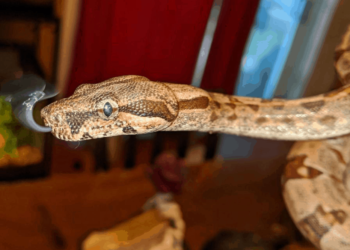 Est-ce que les serpents sortent la nuit ?