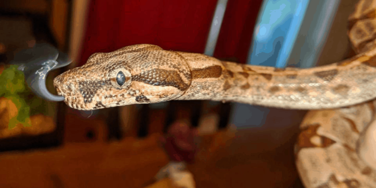 Est-ce que les serpents sortent la nuit ?