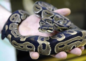 Est-ce que les serpents sortent la nuit ?