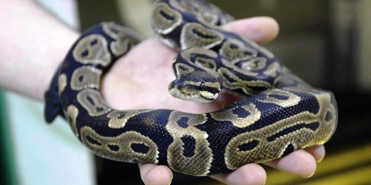 Est-ce que les serpents sortent la nuit ?