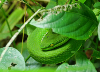 Est-ce que les serpents sortent la nuit ?