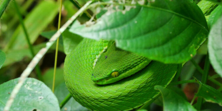 Est-ce que les serpents sortent la nuit ?