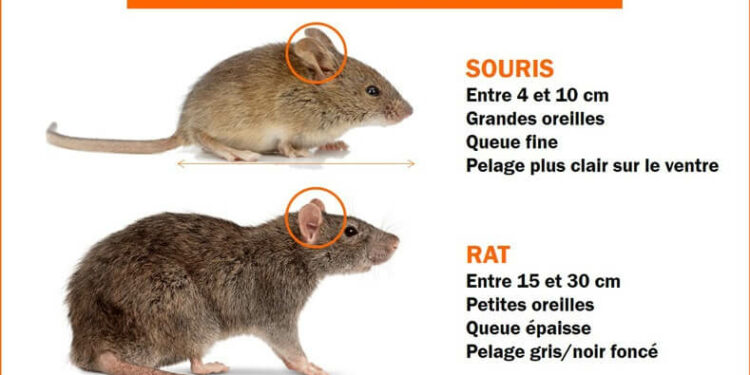 Est-ce que les souris attaquent les humains ?