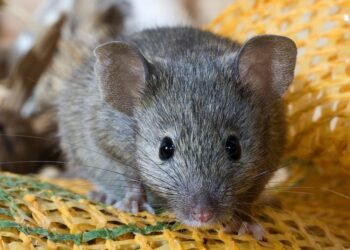 Est-ce que les souris attaquent les humains ?