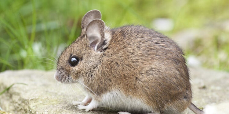 Est-ce que les souris ça mord ?