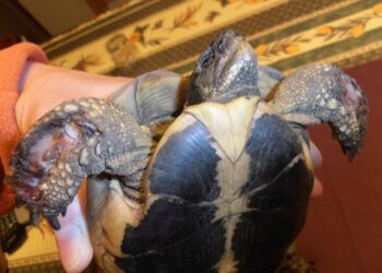 Est-ce que les souris mangent les tortues ?