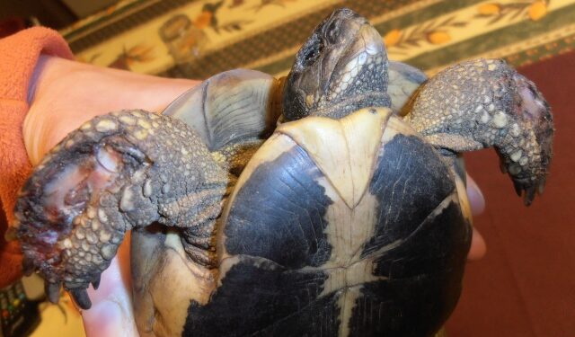 Est-ce que les souris mangent les tortues ?