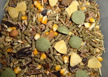 Est-ce que les souris peuvent manger de la salade ?