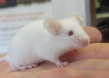 Est-ce que les souris peuvent monter sur les lits ?