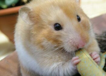 Est-ce que les souris peuvent monter sur les lits ?