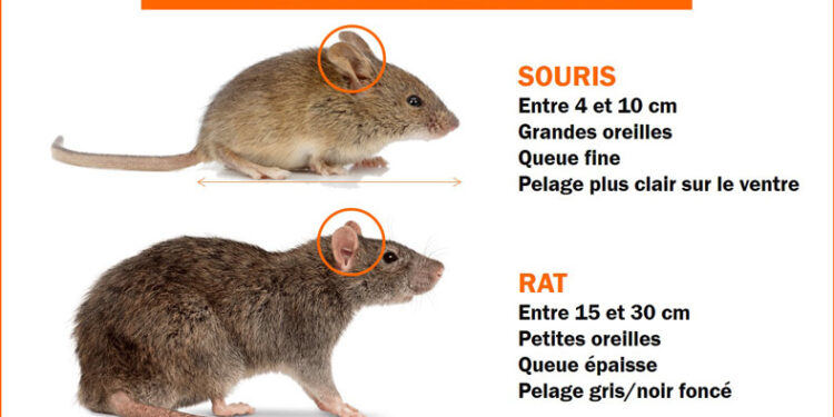 Est-ce que les souris peuvent monter sur les lits ?