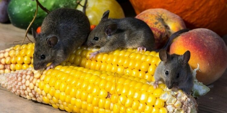 Est-ce que les souris peuvent monter sur les lits ?