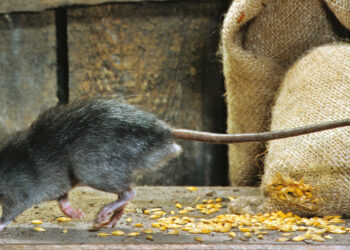 Est-ce que les souris peuvent monter sur les lits ?