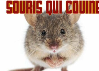 Est-ce que les souris peuvent monter sur les lits ?