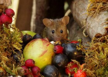 Est-ce que les souris reviennent ?