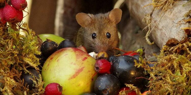Est-ce que les souris reviennent ?