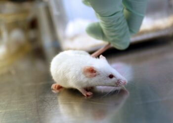 Est-ce que les souris sont gentils ?