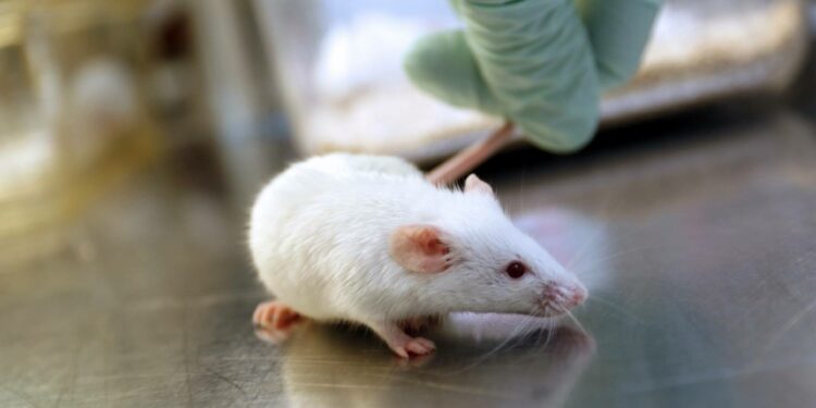 Est-ce que les souris sont gentils ?