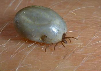 Est-ce que les tiques tombent toutes seules ?