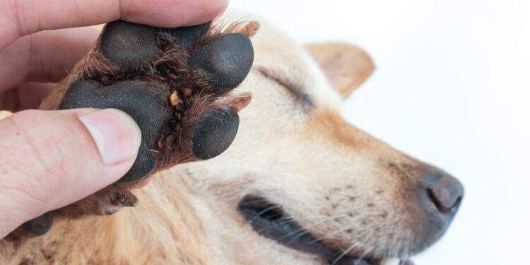 Est-ce que les tiques tombent toutes seules ?