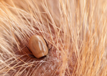 Est-ce que les tiques tombent toutes seules ?