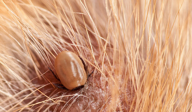 Est-ce que les tiques tombent toutes seules ?