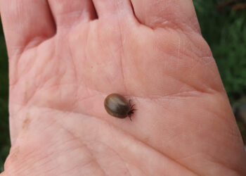 Est-ce que les tiques vivent dans les maisons ?