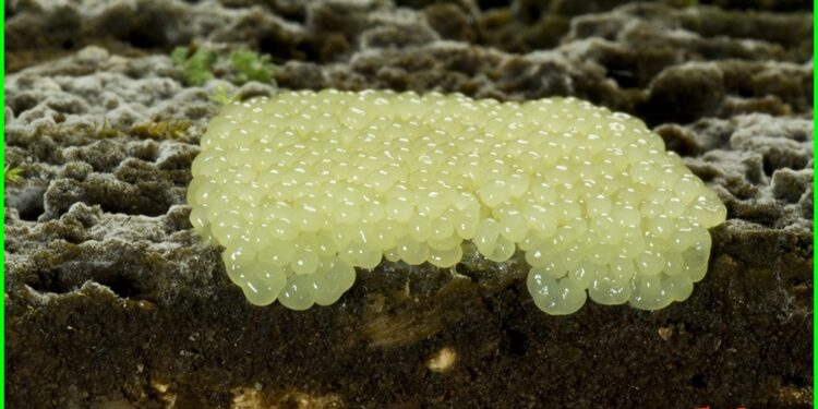 Est-ce que les tiques vivent dans les maisons ?