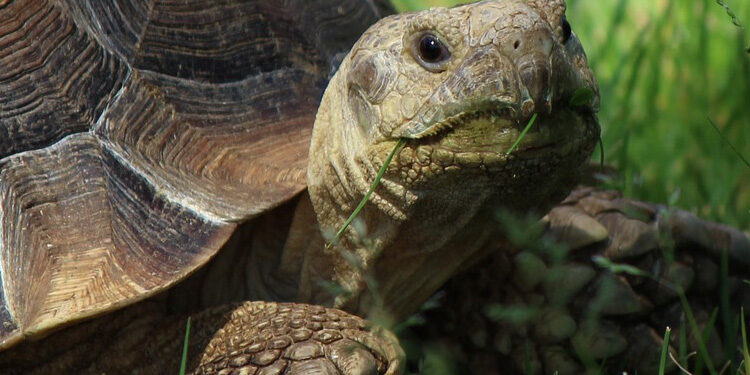 Est-ce que les tortues Hermann craignent le froid ?