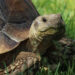 Est-ce que les tortues Hermann craignent le froid ?