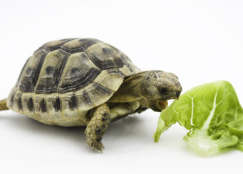 Est-ce que les tortues Hermann mangent du concombre ?