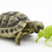 Est-ce que les tortues Hermann mangent du concombre ?