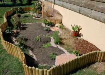 Est-ce que les tortues aiment la pluie ?